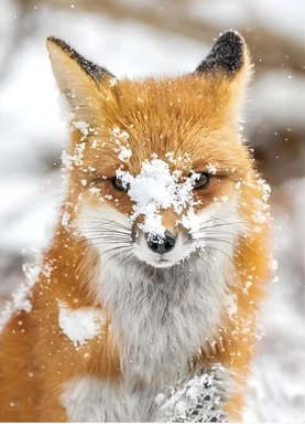 Last one Hoffman Call of the Wild digital fox panel, 100% cotton 31 x 44 inches