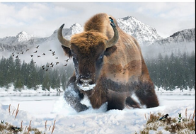 Last one Hoffman Bison fabric panel, 100% cotton fabric, 42 x 29 inches approx