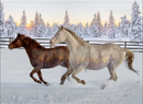 Last one Hoffman Call Of The Wild Sunset, Horses, 100% cotton 43 x 31 inches